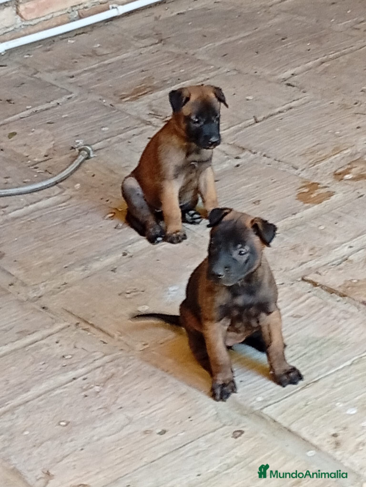 Pastor Belga Malinois perros Disponible Pastor belga Malinois  - Anuncio 1