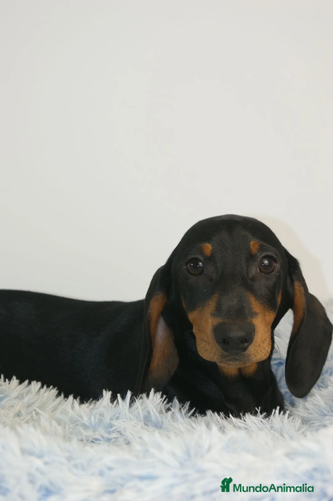 Teckel Miniatura perros en venta: CACHORRITO DE TECKEL MINIATURA N/F - Anuncio 2