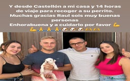 American Staffordshire-Terrier perros en venta: American Stanford, mis pequeños - Imagen 27