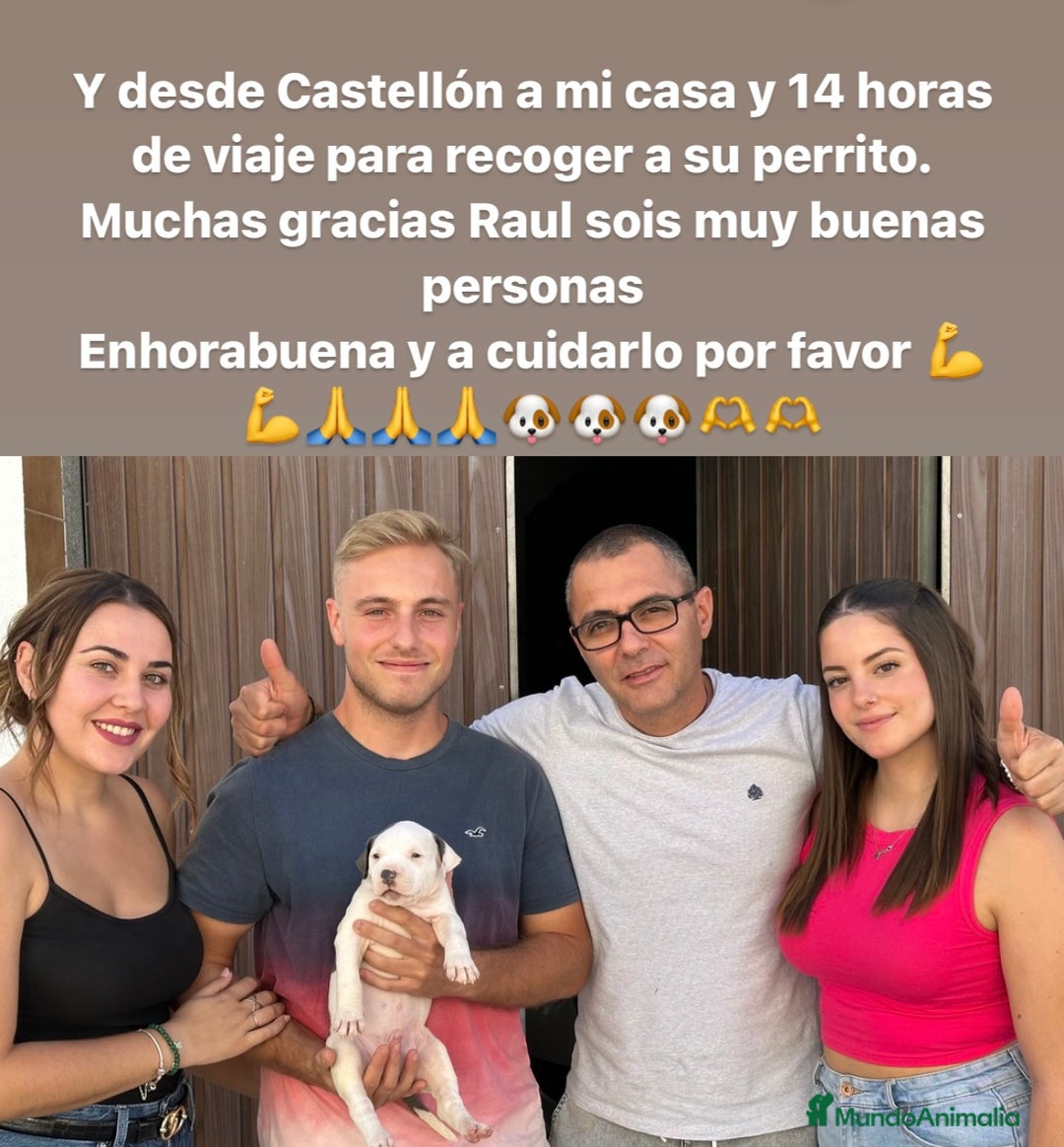 American Staffordshire-Terrier perros en venta: American Stanford, mis pequeños - Imagen 27