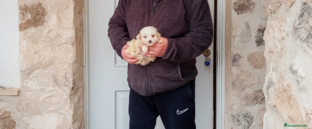 Perro Crestado Chino perros en venta: Precioso cachorrito de reza pequeña  - Anuncio 2