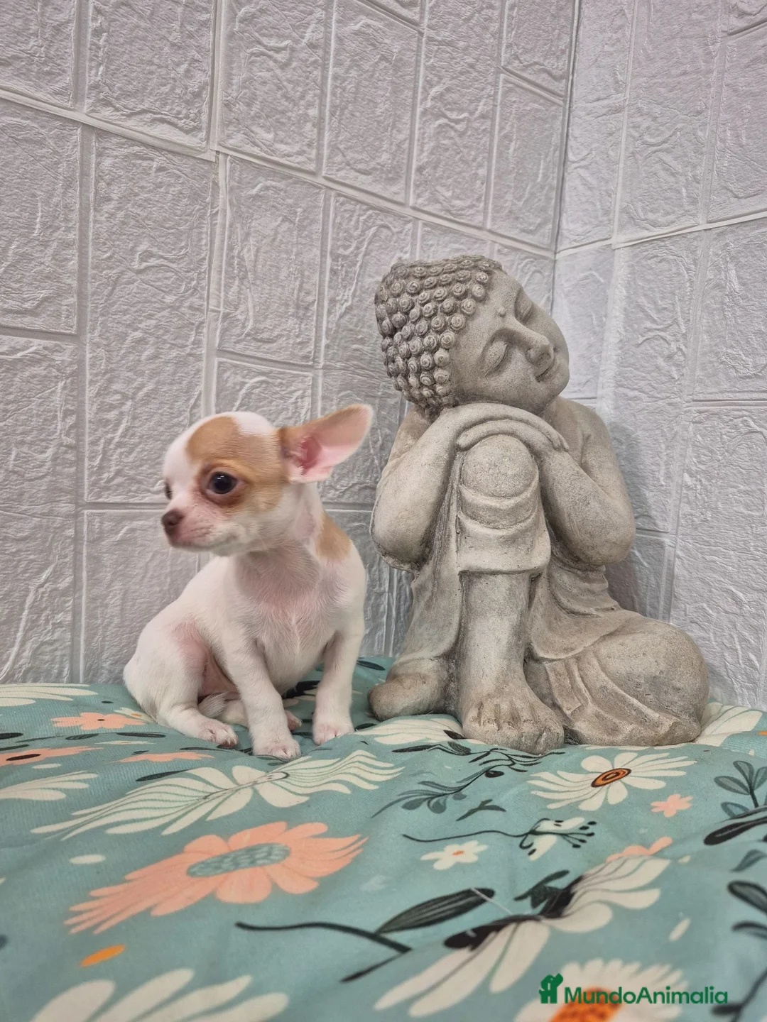 Chihuahua perros en venta: Chihuahua ❤️ 🐾 - Anuncio 2