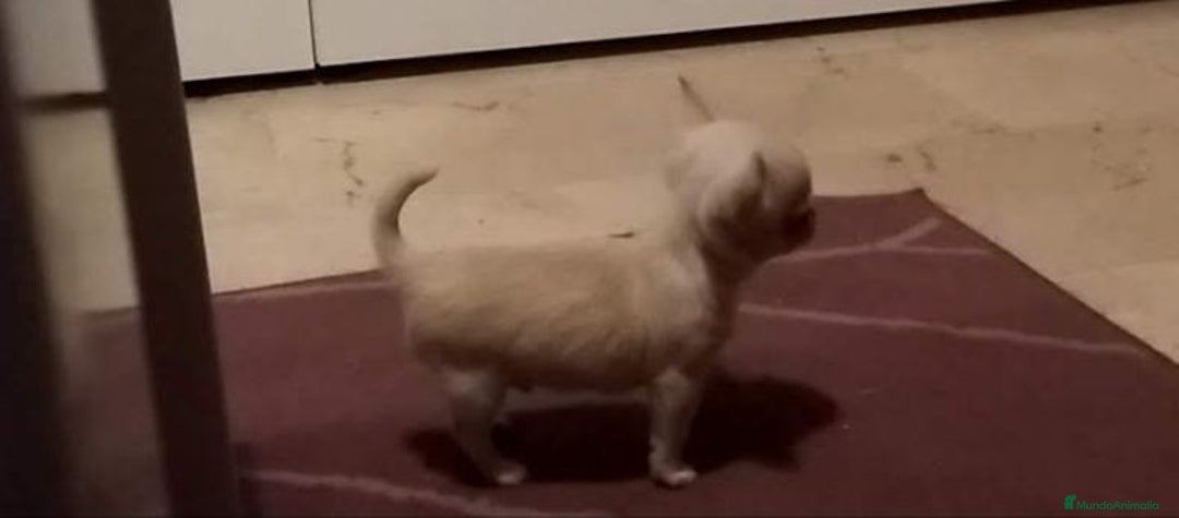 Chihuahua perros en venta: Chihuahuas toy - Anuncio 1