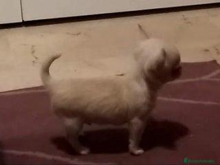 Chihuahua perros Chihuahuas toy - Anuncio 1