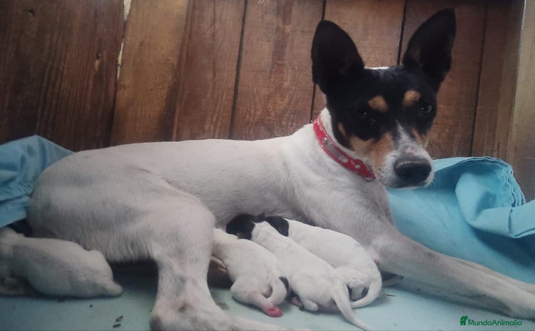 Ratonero Bodeguero Andaluz perros - Anuncio 1