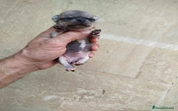 Chihuahua perros en venta: Camada de chihuahua  - Imagen 3