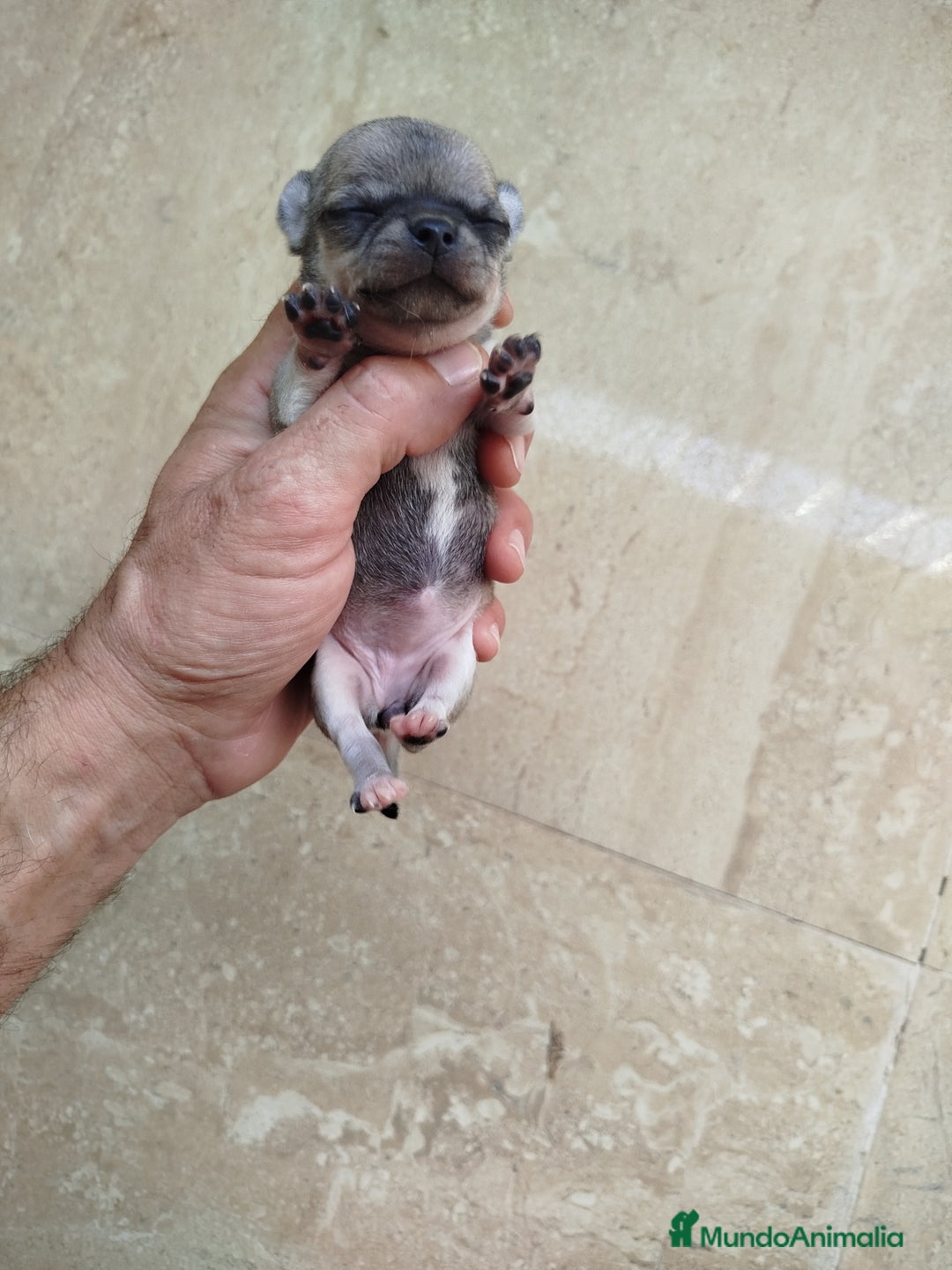 Chihuahua perros en venta: Camada de chihuahua  - Imagen 3