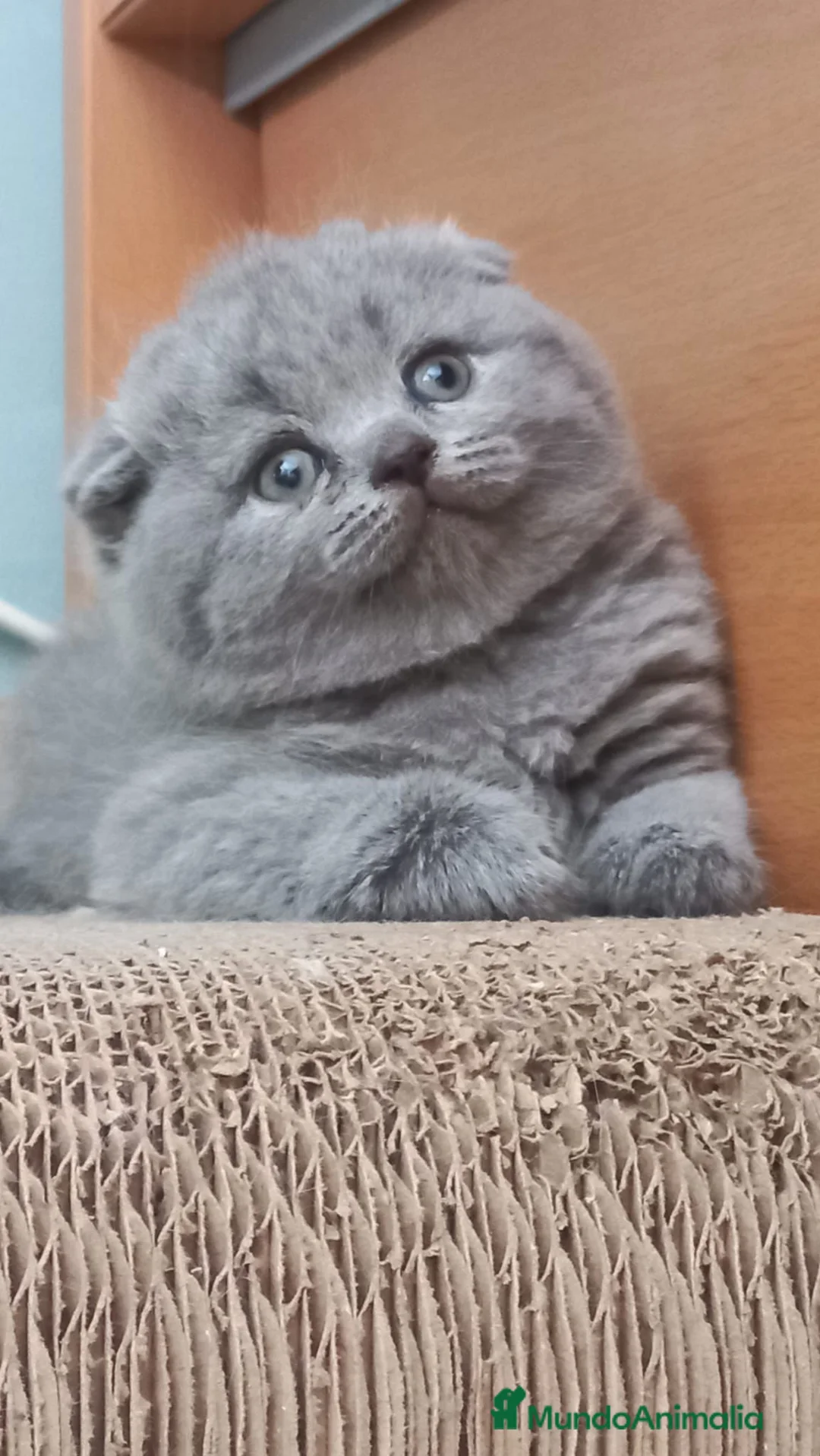 Scottish Fold gatos en venta: Scotish blue machos y hembras  - Anuncio 1