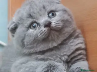 Scottish Fold gatos Scotish blue machos y hembras - Anuncio 2