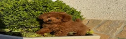 Caniche Toy perros en venta: Caniche toy hembra mini toy disponible  - Anuncio 3
