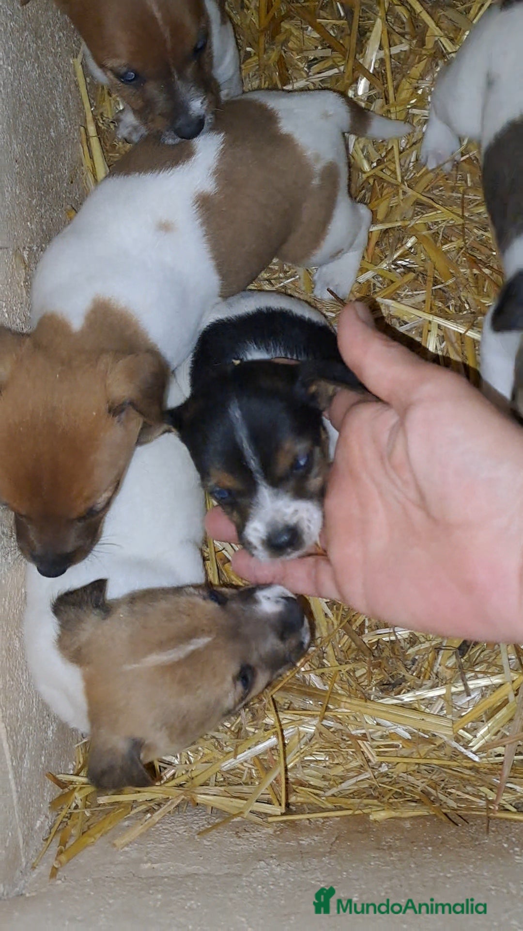 Jack Russell Terrier perros en venta: Jack russell  - Anuncio 3