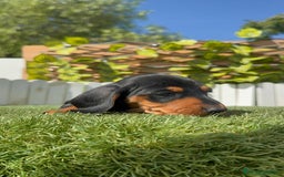 Teckel Miniatura perros en venta: TECKEL MINIATURA - Imagen 5