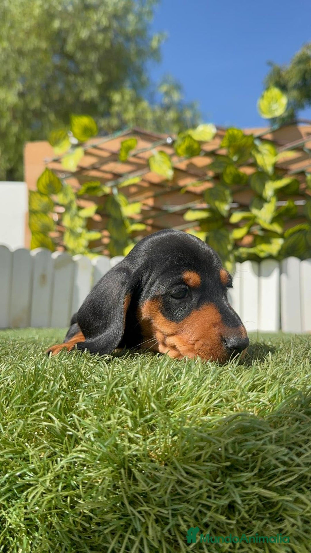 Teckel Miniatura perros en venta: TECKEL MINIATURA - Imagen 5