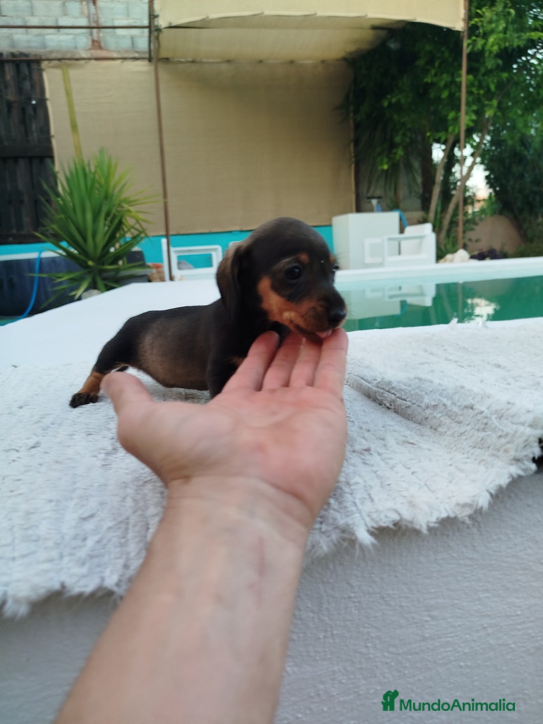 Teckel perros en venta: Teckel mini  - Imagen 2