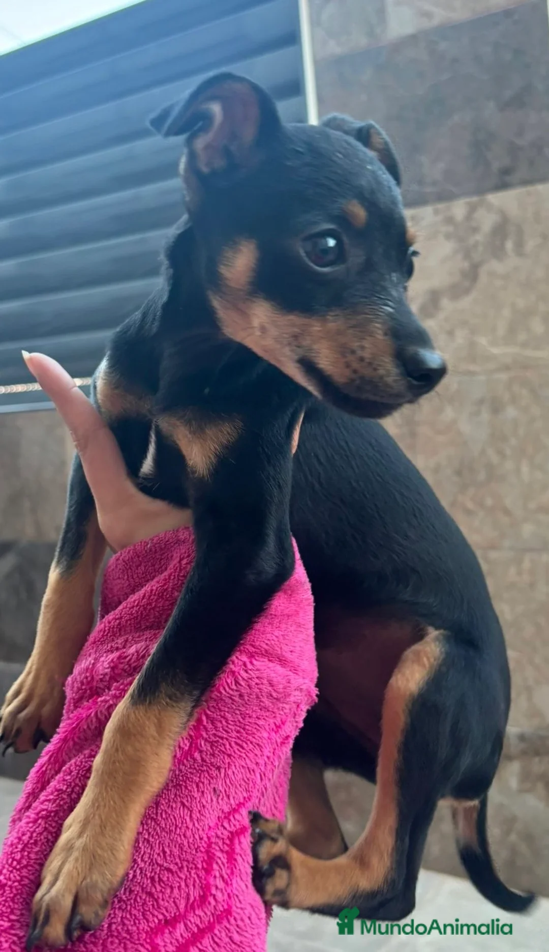 Pinscher Alemán perros en venta: Pincher  - Anuncio 2