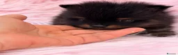 Pomerania perros en venta: Hembra pomerania 🐾 - Anuncio 3
