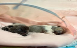 Bulldog Francés perros en venta: Bulldog Francés criado en familia Cría responsable - Imagen 8