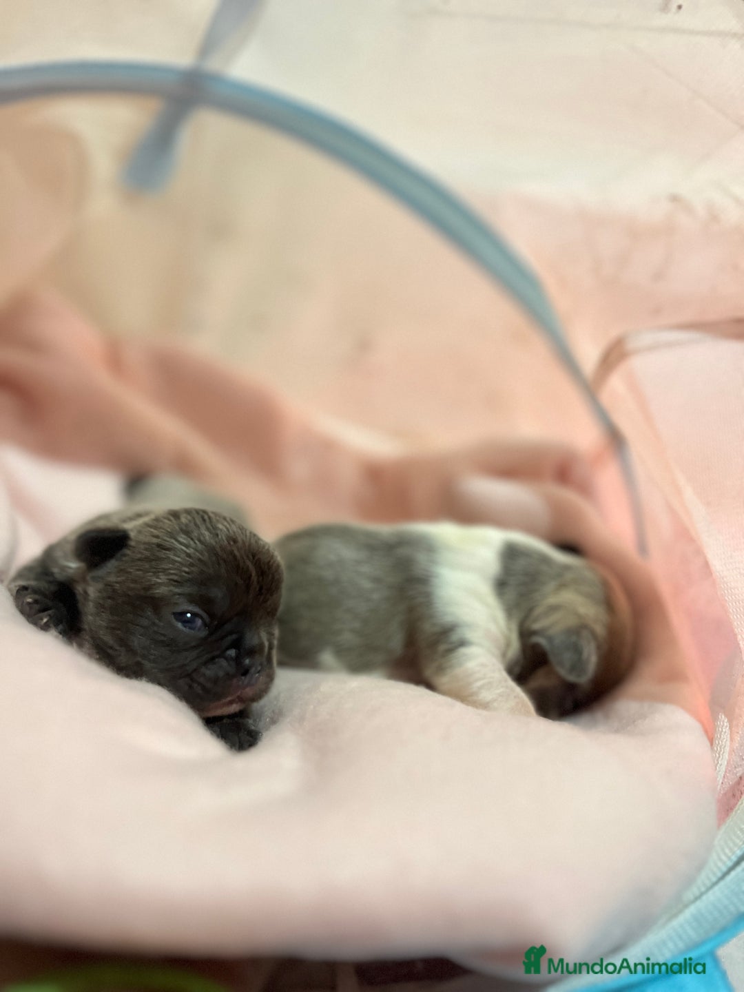 Bulldog Francés perros en venta: Bulldog Francés criado en familia Cría responsable - Imagen 8