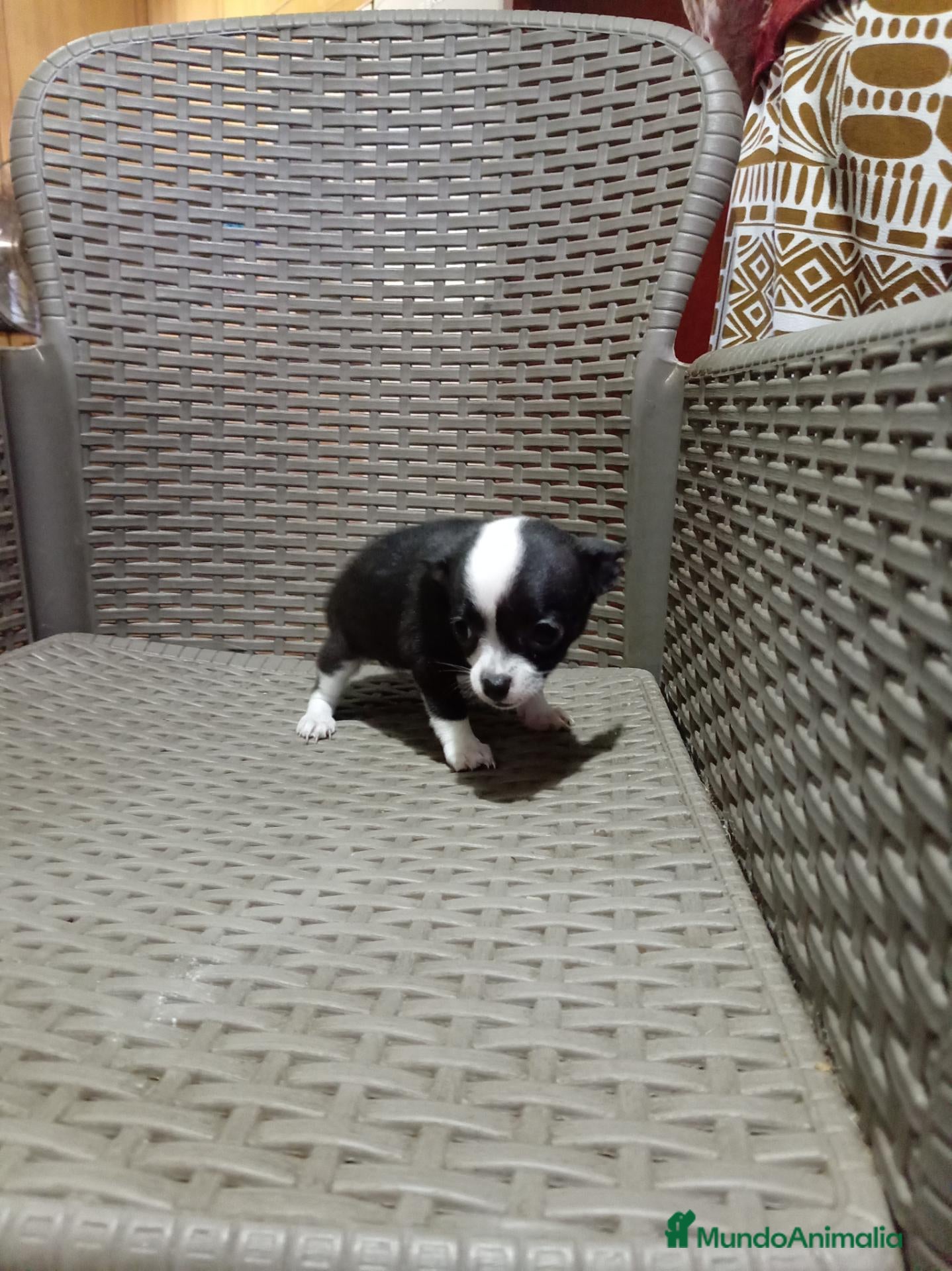 Chihuahua perros Chihuahua toy - Anuncio 2
