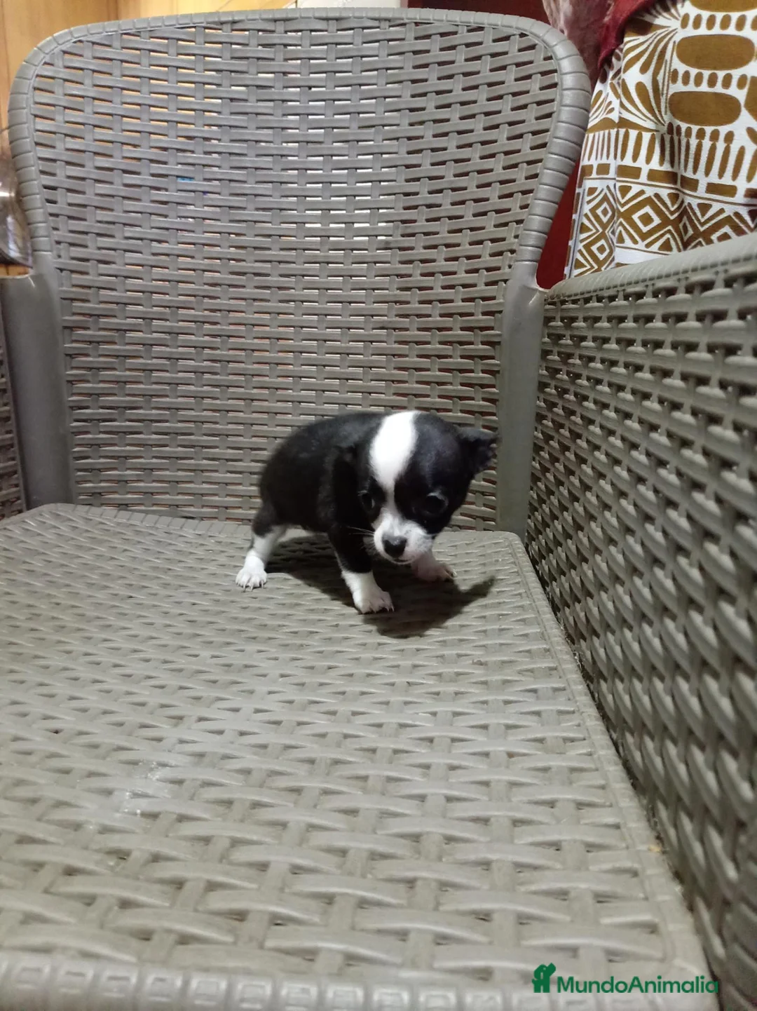 Chihuahua perros en venta: Chihuahua toy - Anuncio 1