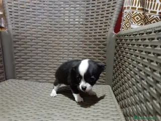 Chihuahua perros Chihuahua toy - Anuncio 1