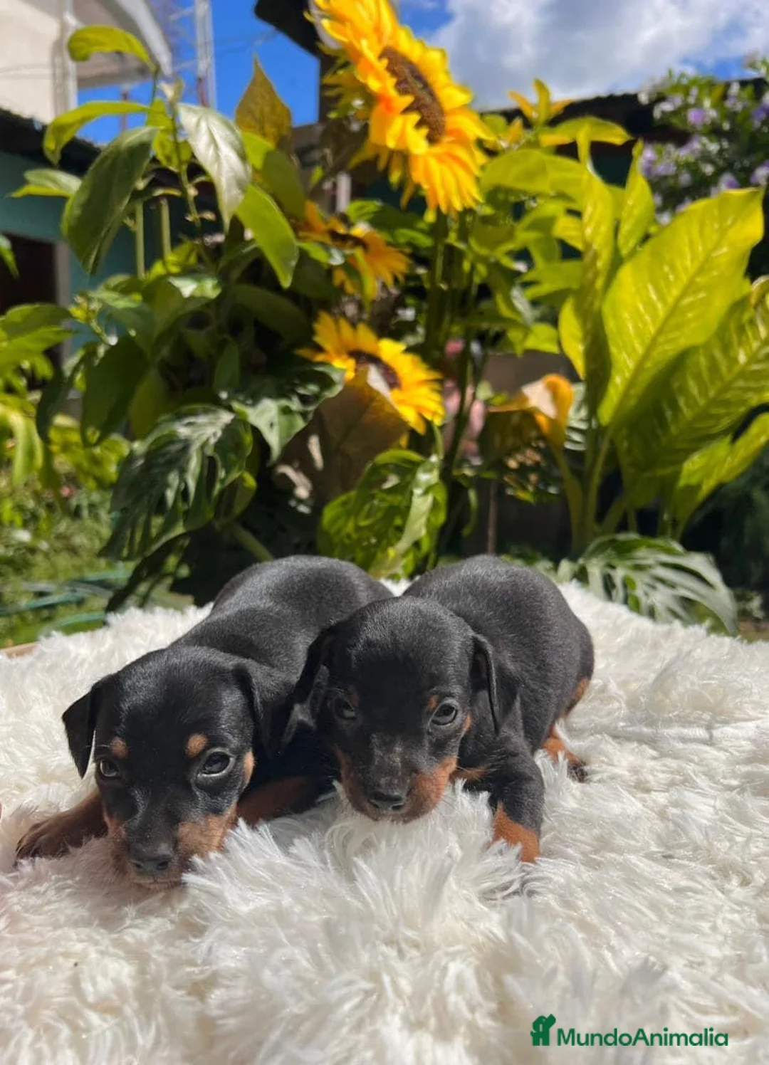 Pinscher Miniatura perros en venta: Pinscher miniatura   en Ciudad Real - Anuncio 3