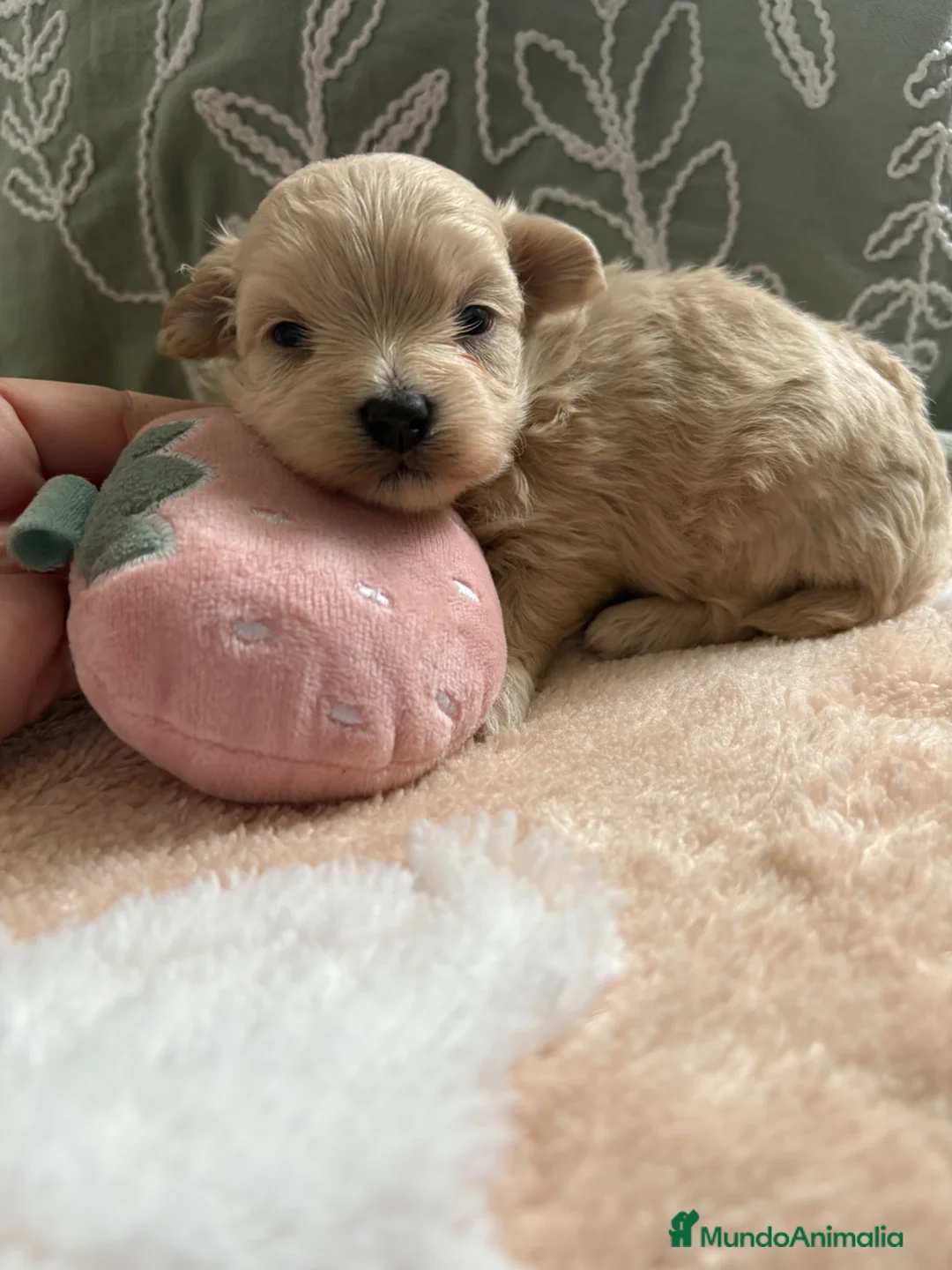 Maltipoo perros en venta: Maltipoo - Anuncio 8