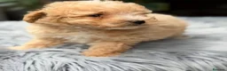 Caniche Toy perros en venta: Caniche Toy Apricot  - Anuncio 4