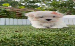 Bichón Maltés perros en venta: BICHON MALTES HEMBRA ENVIO A TODA ESPAÑA - Imagen 4