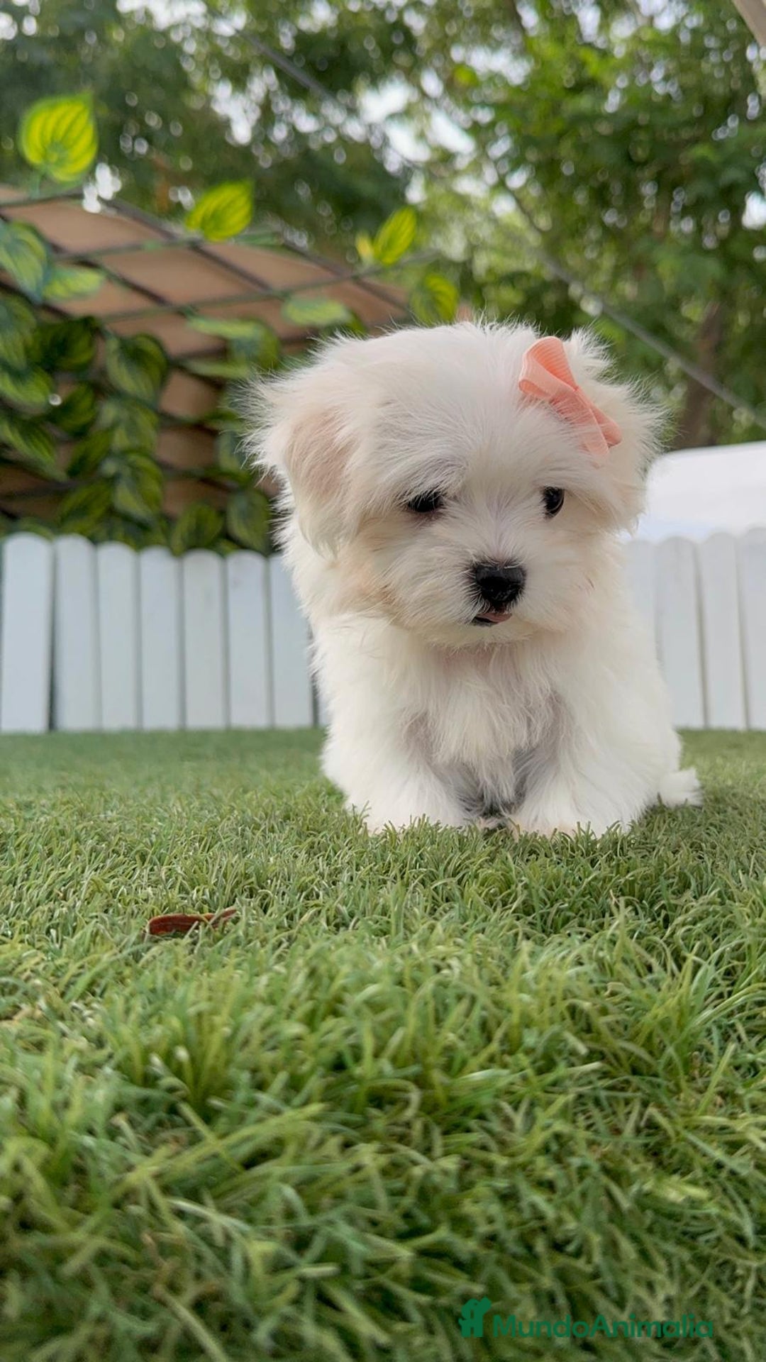 Bichón Maltés perros en venta: BICHON MALTES HEMBRA ENVIO A TODA ESPAÑA - Imagen 4