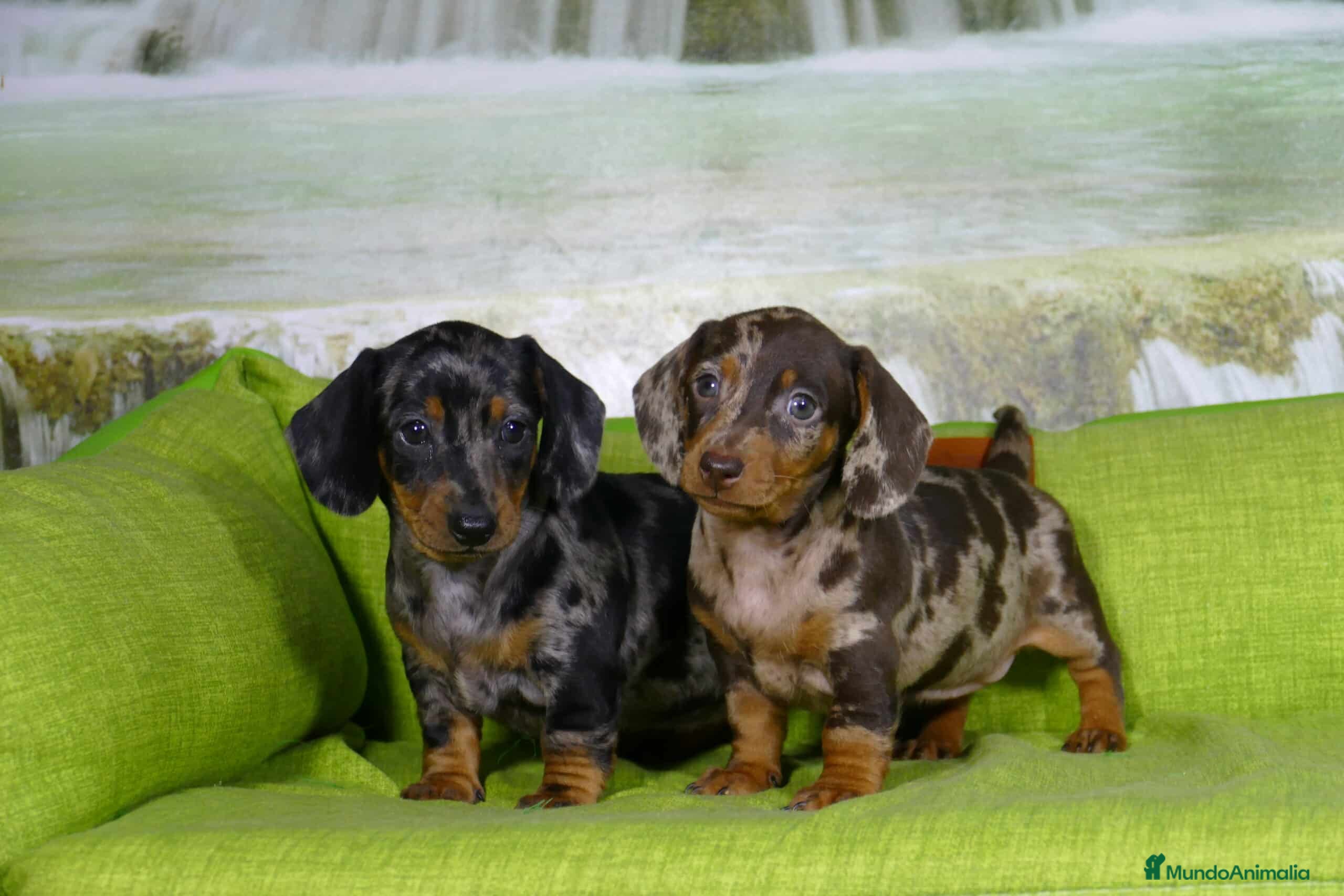 Teckel Miniatura perros TECKEL TRICOLOR ARLEQUIN  631 67 03 85 en Sevilla - Anuncio 1