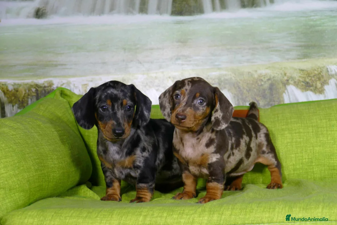 Teckel Miniatura perros en venta: TECKEL TRICOLOR ARLEQUIN  631 67 03 85 en Sevilla - Anuncio 1