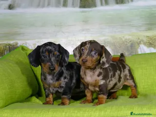 Teckel Miniatura perros TECKEL TRICOLOR ARLEQUIN 631 67 03 85 en Sevilla - Anuncio 2