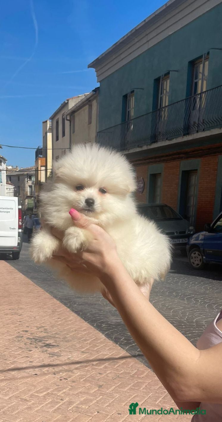 Pomerania perros POMERANIA MACHP TIPO OSITO  - Anuncio 4