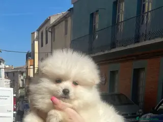 Pomerania perros POMERANIA MACHP TIPO OSITO - Anuncio 4