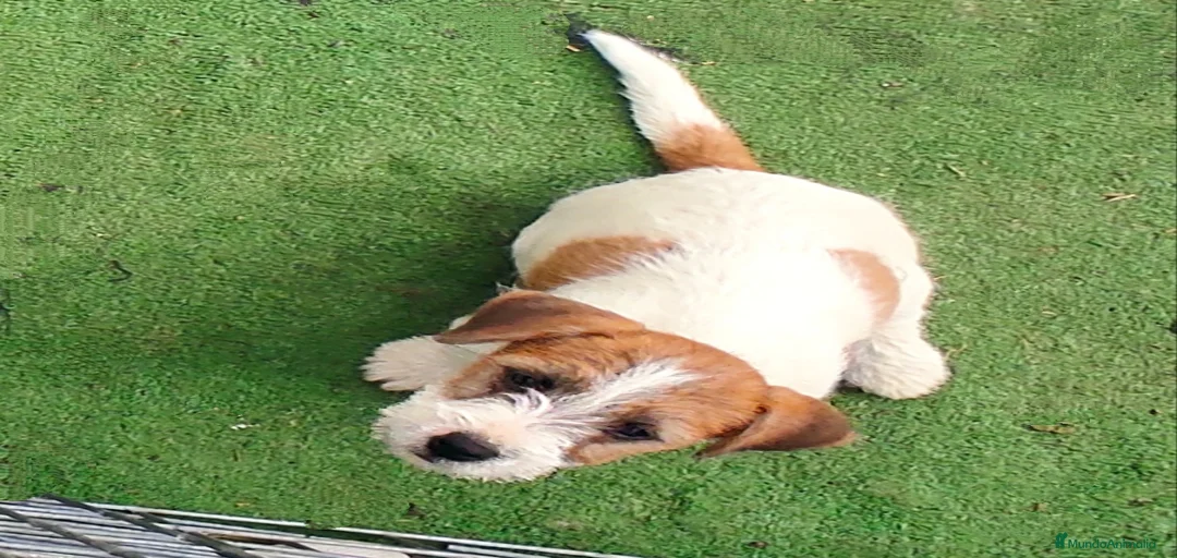 Imagen de galería {{count}}