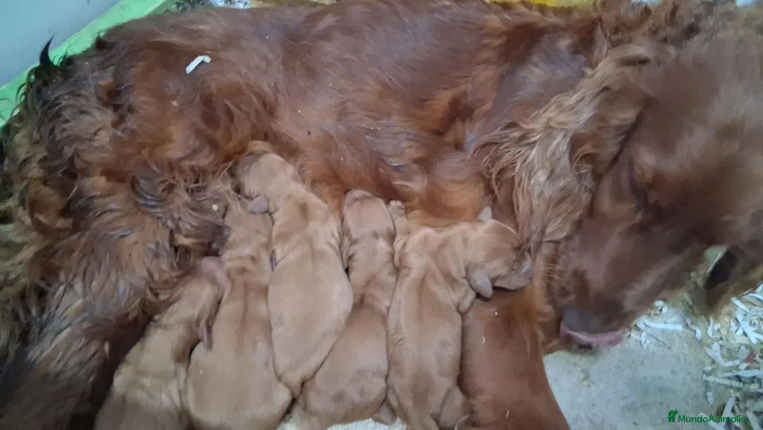 Setter Irlandés Rojo perros en venta: Setter irlandés macho y hembra rojo  - Anuncio 1