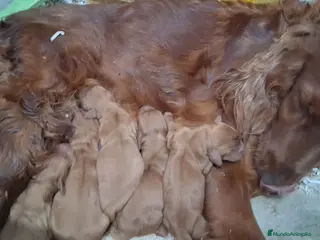 Setter Irlandés Rojo perros Setter irlandés macho y hembra rojo - Anuncio 8