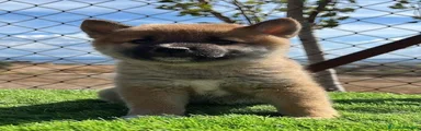 Shiba Inu 2