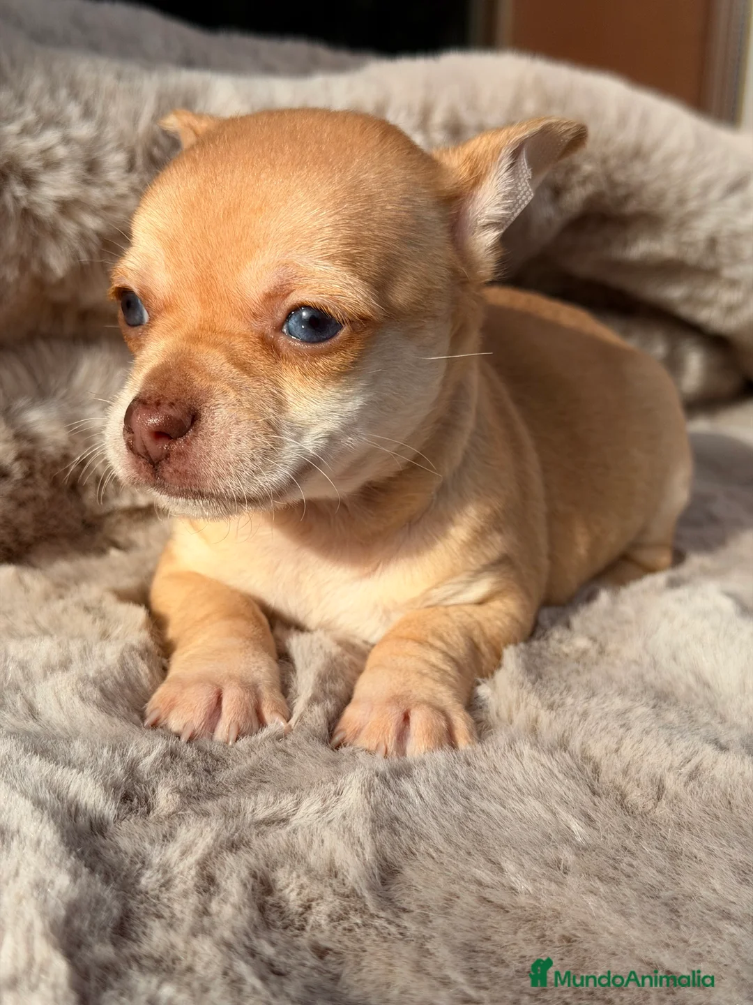 Chihuahua perros en venta: Chihuahua ojos claros  - Anuncio 3