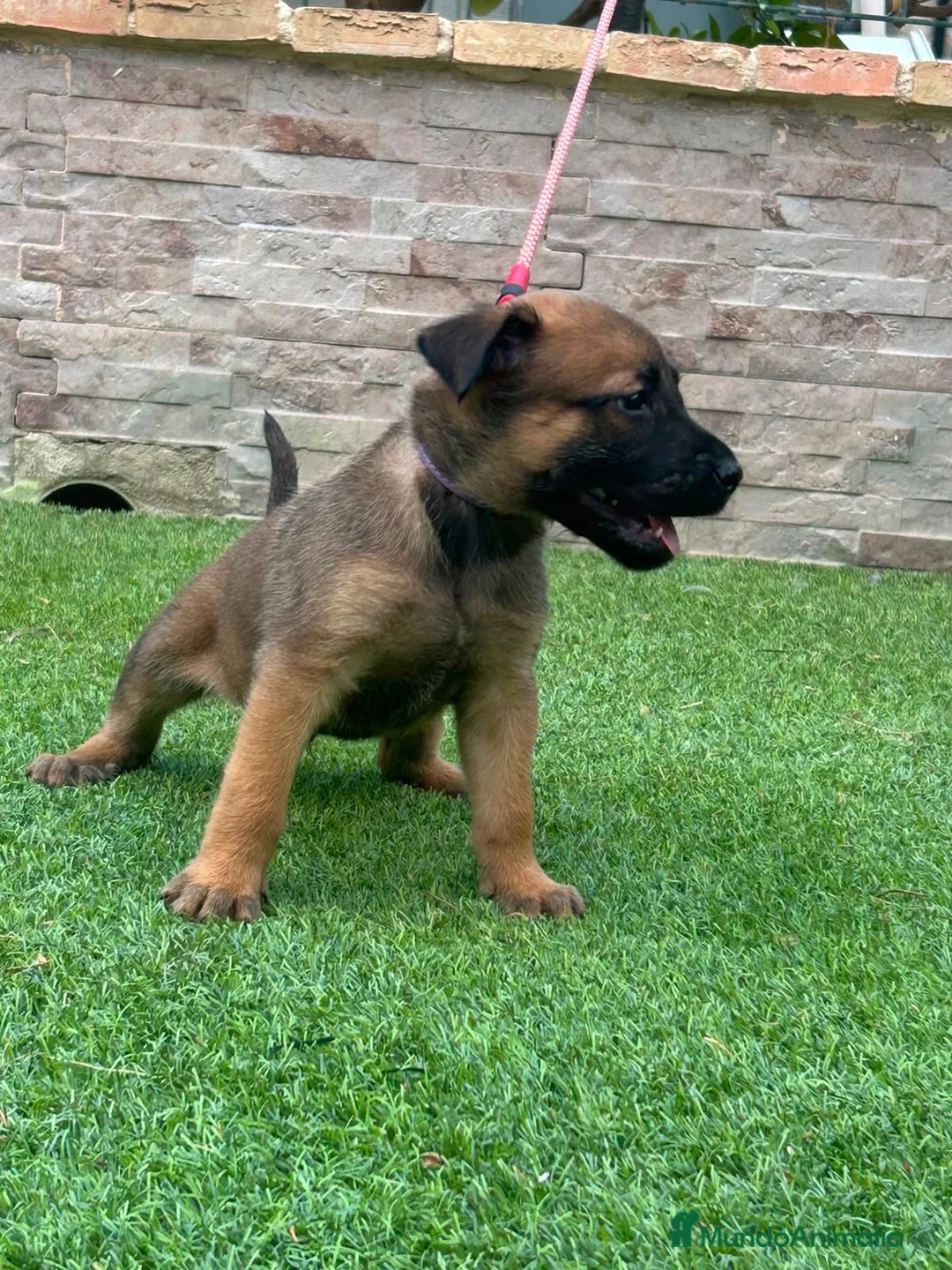 Pastor Belga Malinois perros en venta: Cachorros pastor belga Malinois  - Anuncio 8