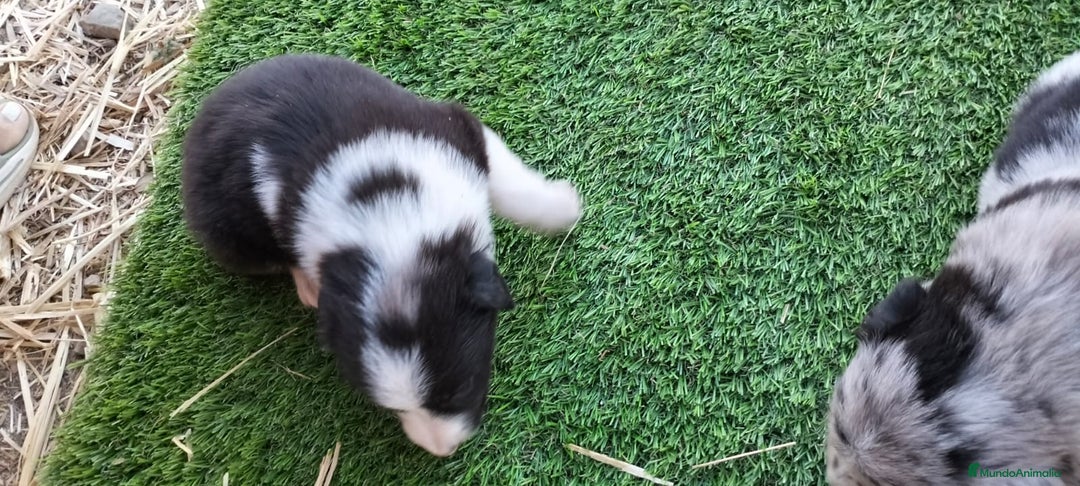 Border Collie perros en venta: Bordes collie - Imagen 6
