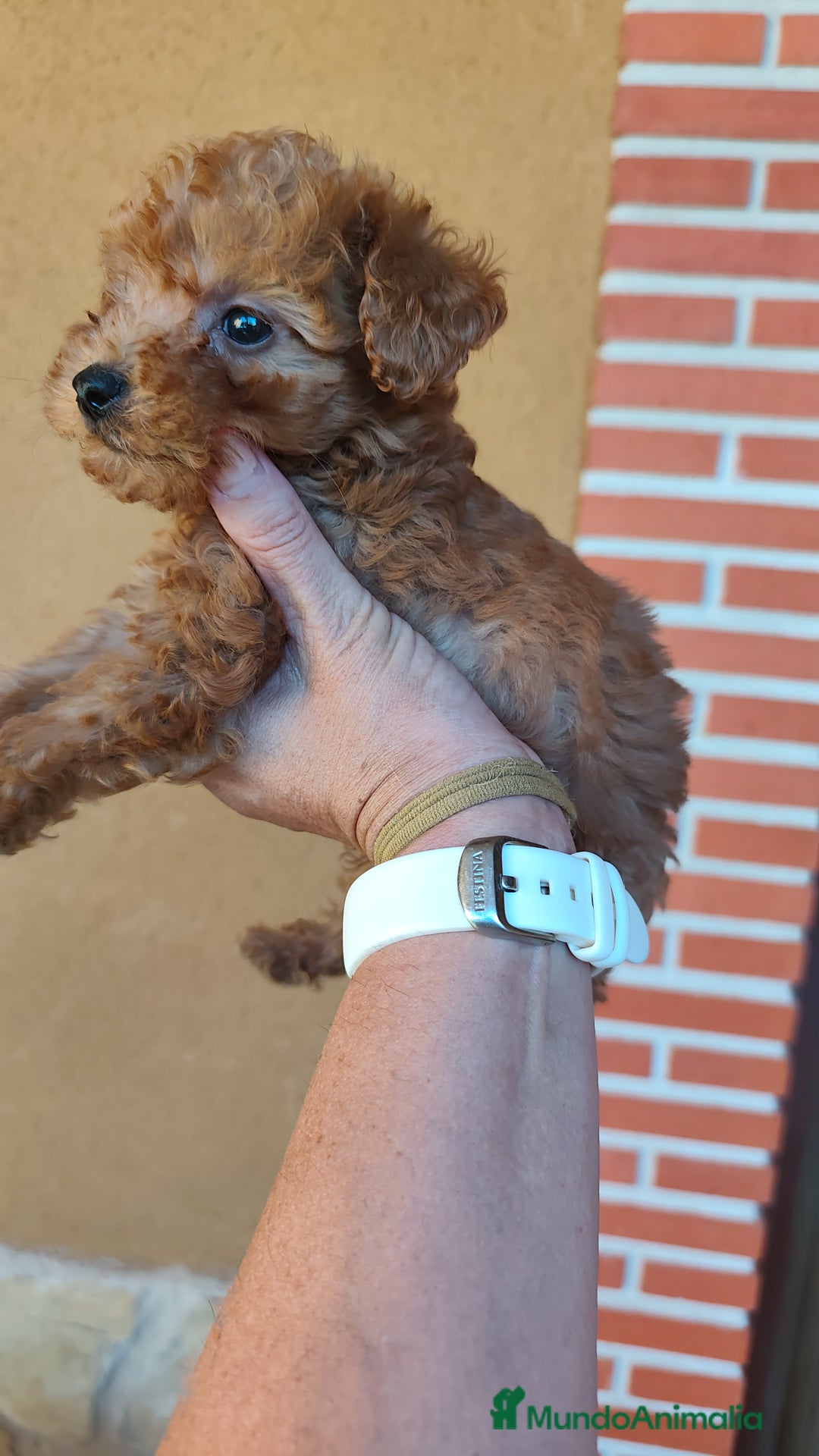 Caniche Toy perros en venta: Cachorro camada caniche rojo toy - Imagen 4