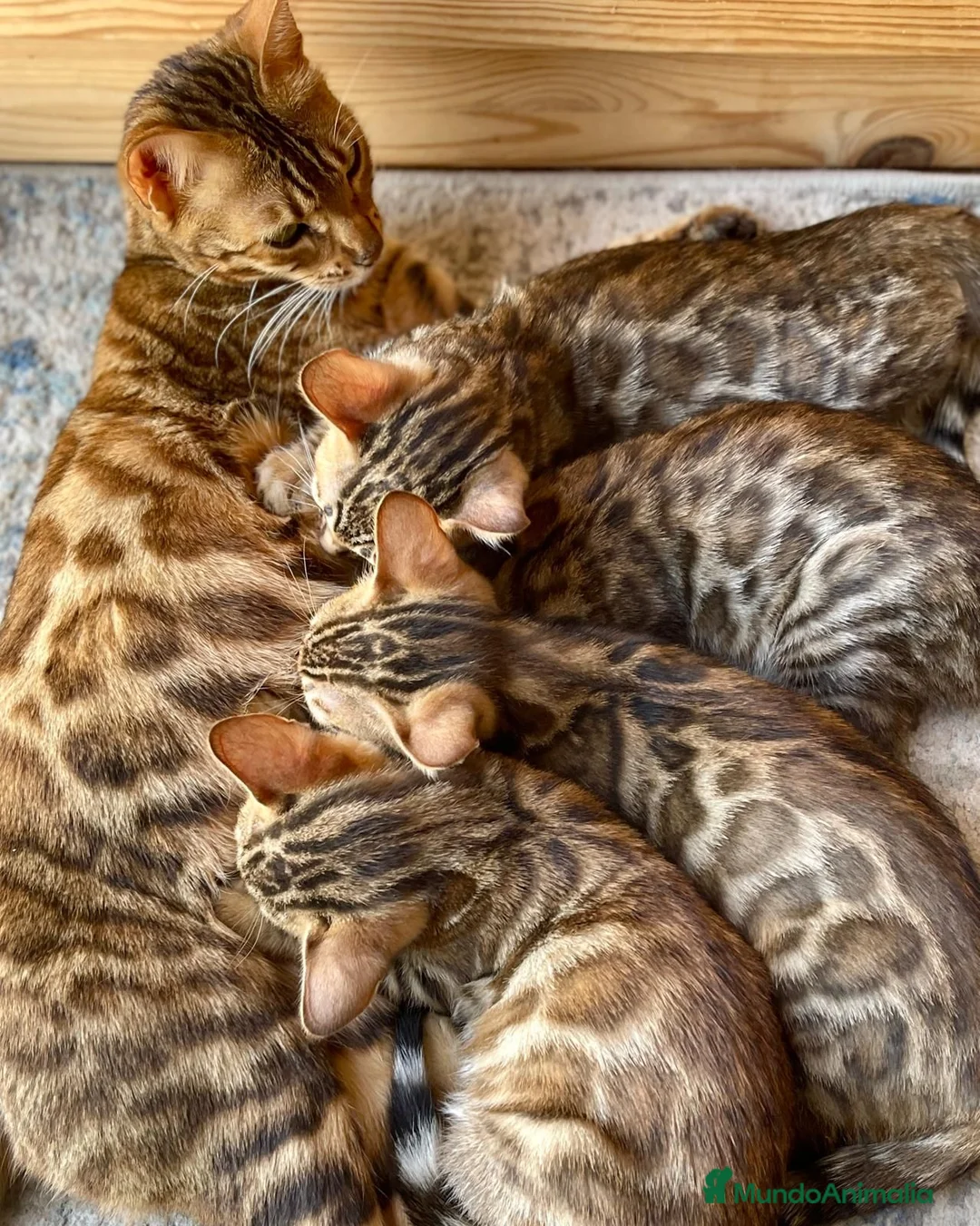Bengalí gatos en venta: Gatita Bengalí - Anuncio 2