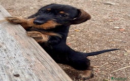 Teckel Miniatura perros en venta: Teckel miniatura  - Imagen 4