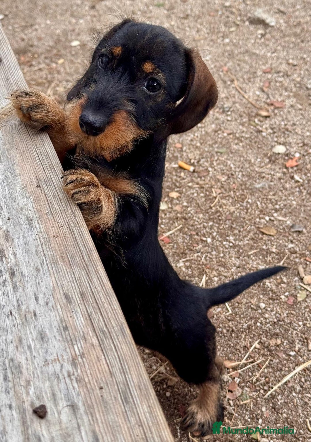 Teckel Miniatura perros en venta: Teckel miniatura  - Imagen 4