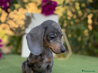 Teckel Miniatura perros - Anuncio 3