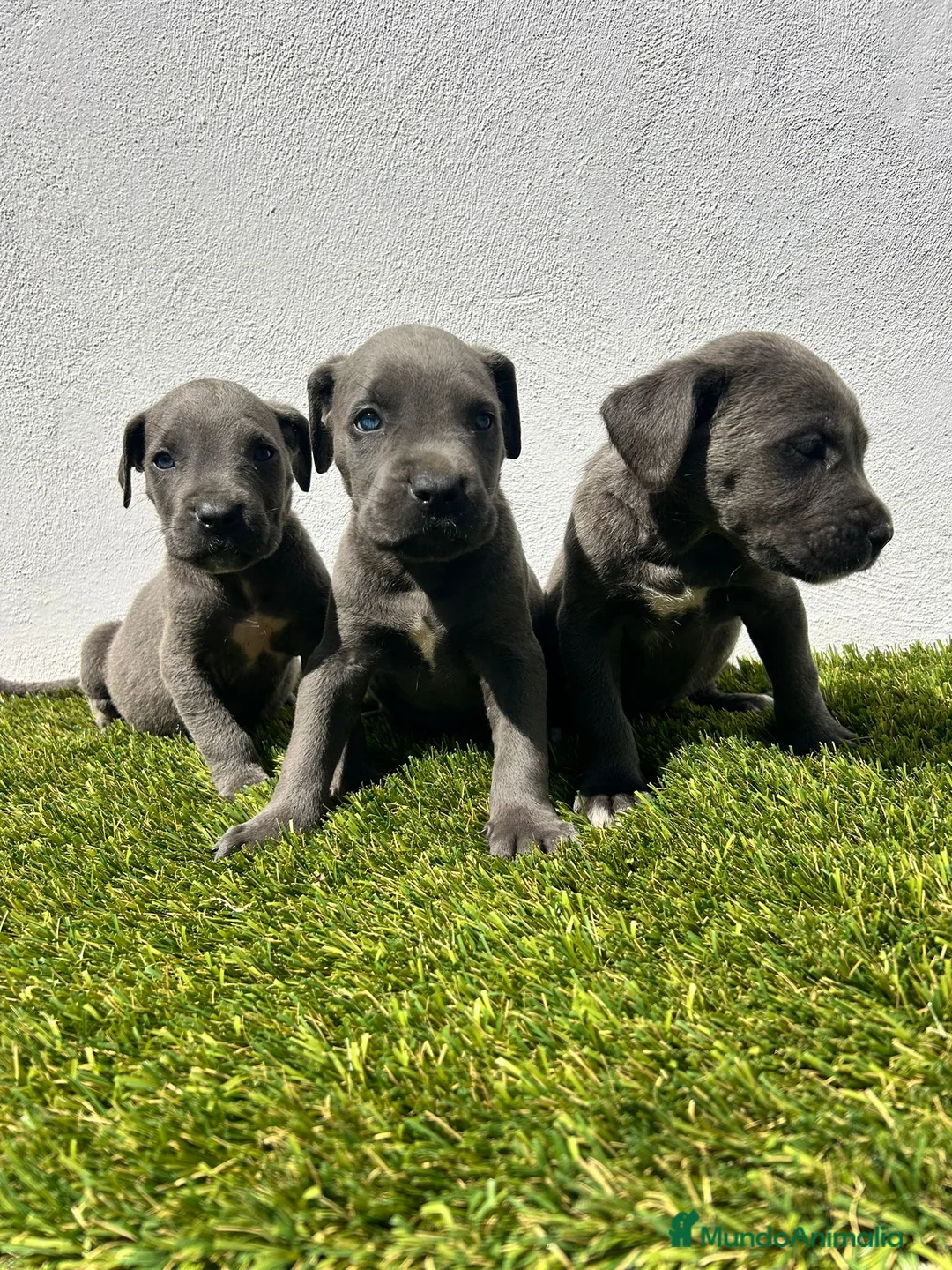 Cane Corso perros en venta: Cane corso gris - Anuncio 2