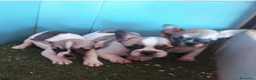 Bulldog Francés perros en venta: CAMADA DE BULLDOG FRANCES en Madrid - Anuncio 1