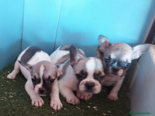Bulldog Francés perros CAMADA DE BULLDOG FRANCES en Madrid - Anuncio 5
